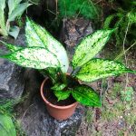 Aglaonema Costatum Plant