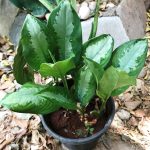 Aglaonema Emerald Bay Plant