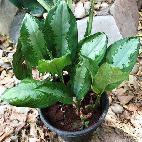 Aglaonema Emerald Bay Plant