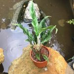 Aglaonema Juliette Plant