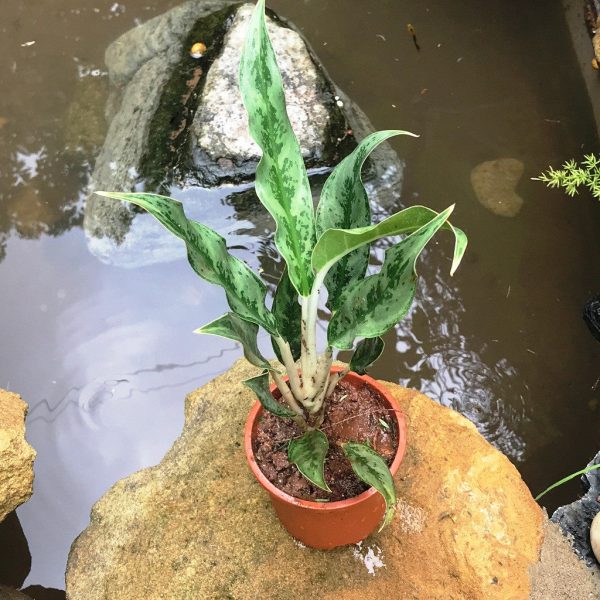 Aglaonema Juliette Plant