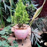 Coral Pastel Metal Pot with Stand