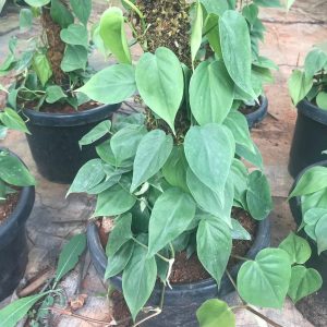 Philodendron Hederaceum Plant